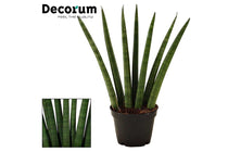 
                  
                    Sansevieria fan 6cm- Σανσεβιέρα
                  
                