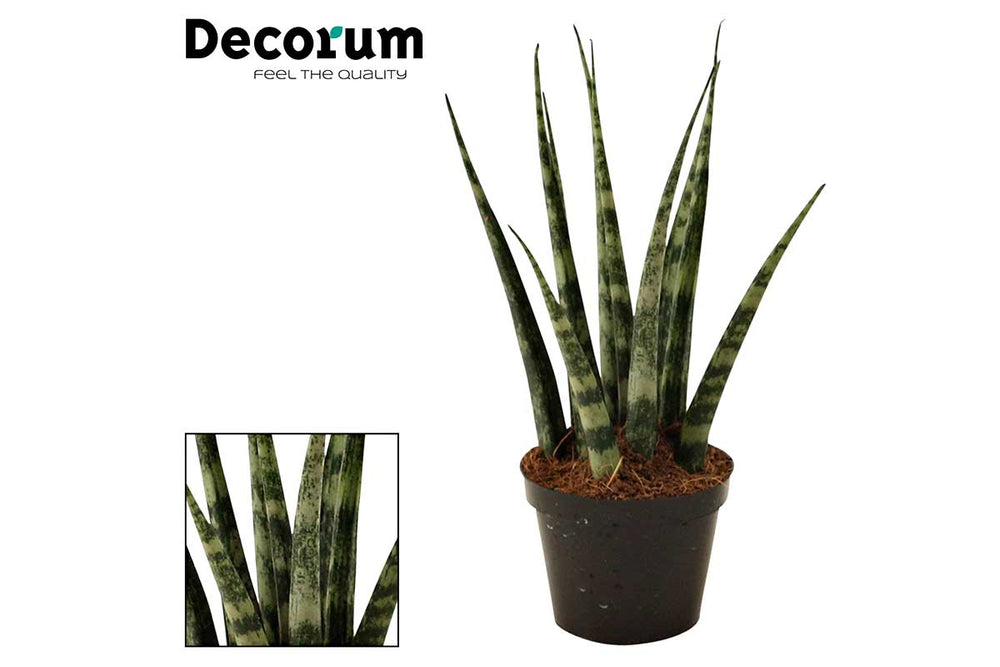 
                  
                    Sansevieria fernwood 6cm- Σανσεβιέρα
                  
                