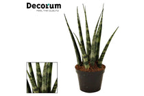 
                  
                    Sansevieria fernwood 6cm- Σανσεβιέρα
                  
                
