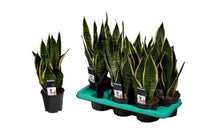 
                  
                    Sansevieria tr. 'futura superba' - Σανσεβιέρα
                  
                