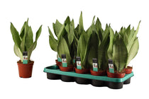 
                  
                    Sansevieria tr. 'moonshine' 12cm - Σανσεβιέρα
                  
                