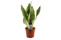 
                  
                    Sansevieria tr. 'moonshine' 12cm - Σανσεβιέρα
                  
                