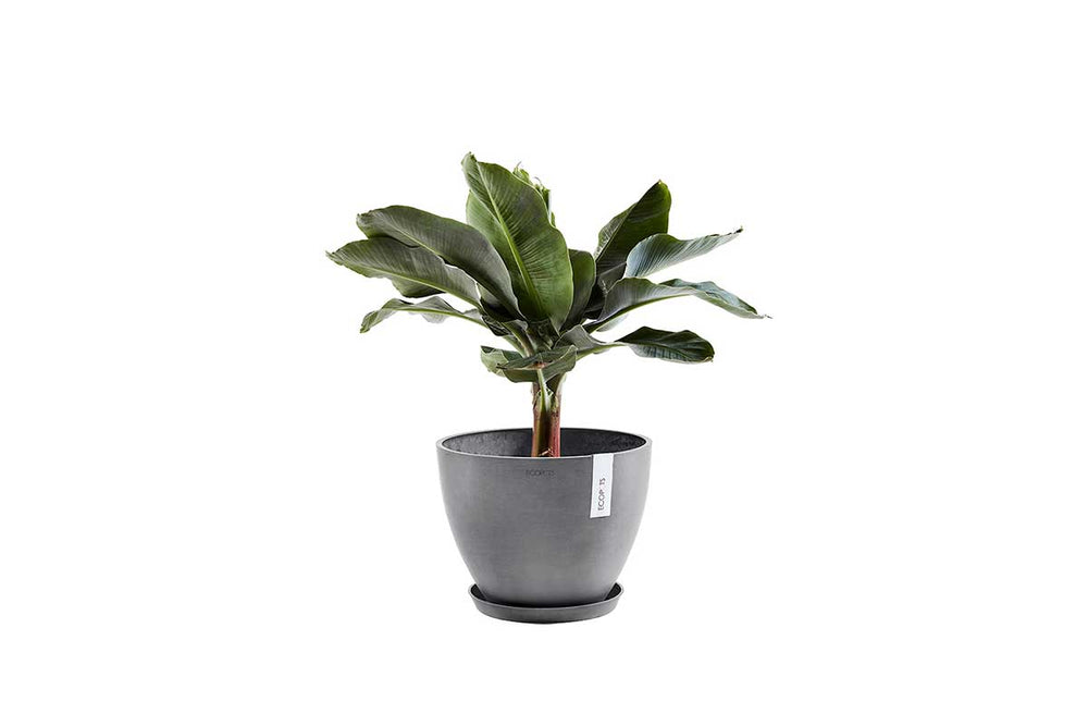 30-inch diameter plant saucer Saucer Round 30 – Greenleaf Garden Center