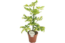 
                  
                    Schefflera 'Charlotte' 13cm - Σεφλέρα
                  
                