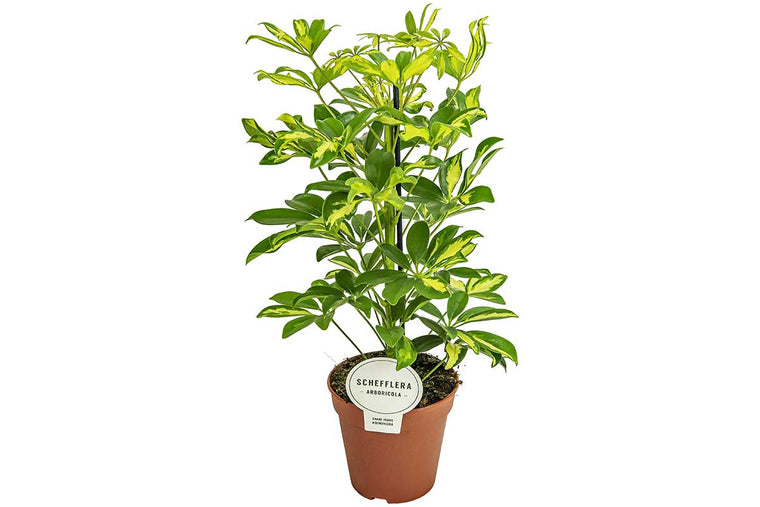 Schefflera 'Gerda' 13cm