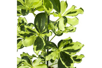 
                  
                    Schefflera 'Charlotte' 13cm - Σεφλέρα
                  
                