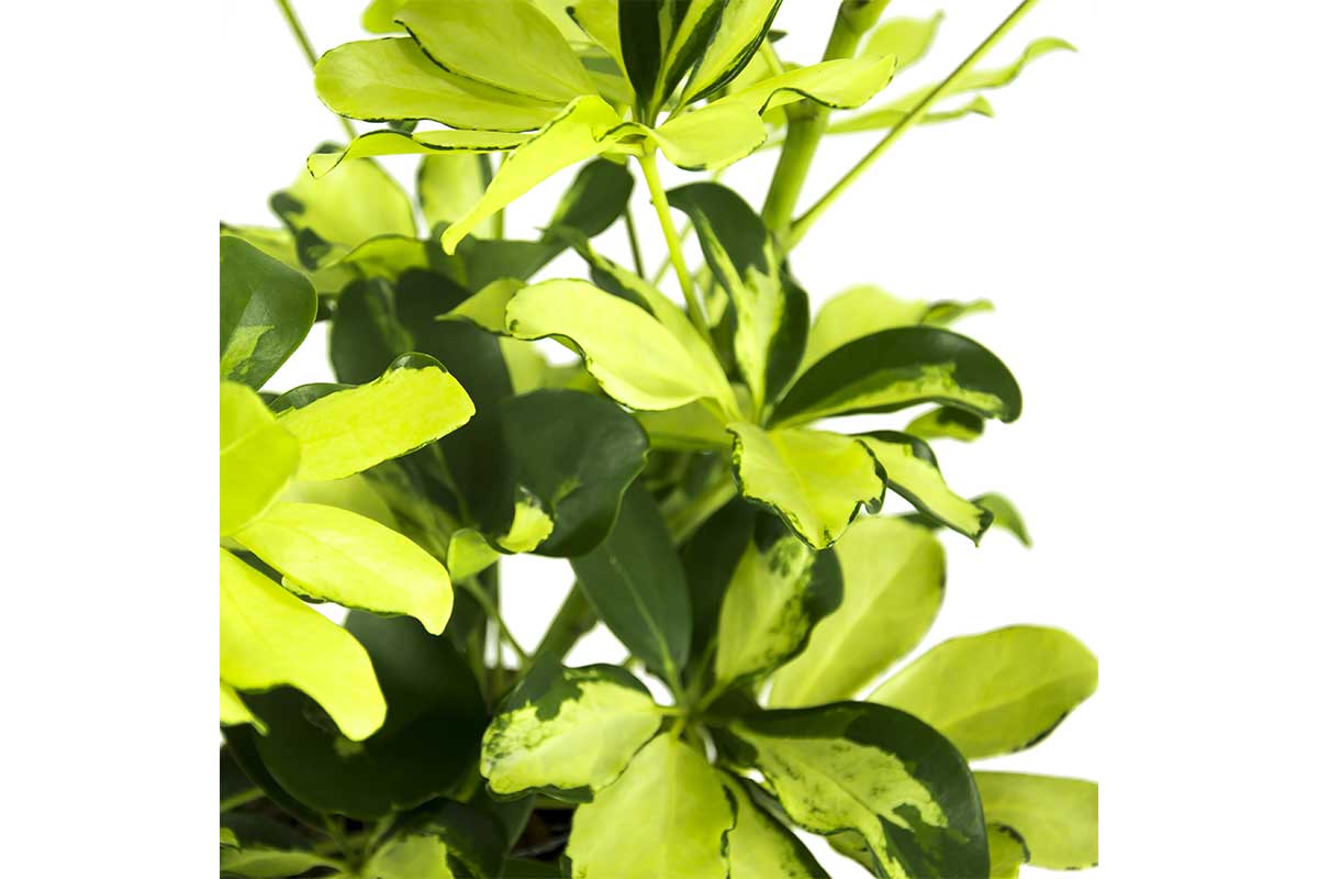 Schefflera 'Melanie' 13cm - Σεφλέρα