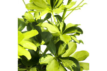 
                  
                    Schefflera 'Melanie' 13cm - Σεφλέρα
                  
                
