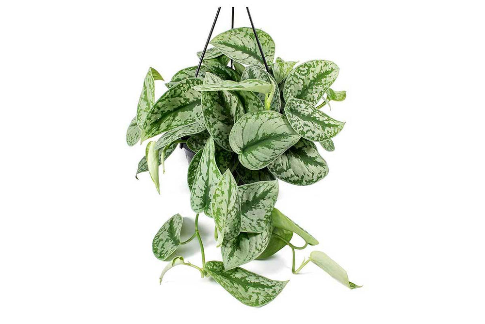 
                  
                    Scindapsus 'trebie' - Πρόταση διακόσμησης
                  
                