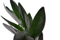 
                  
                    Scindapsus treubii 'Dark Form'
                  
                