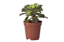 
                  
                    Aeonium ‘Kiwi’ 5.5cm - Αιώνιο
                  
                