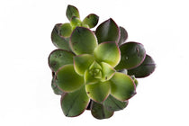 
                  
                    Aeonium ‘Kiwi’ 5.5cm - Αιώνιο
                  
                