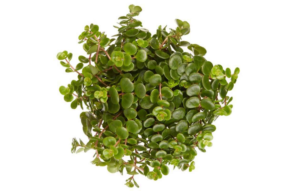 
                  
                    Sedum makinoi 'tornado' - Σέντουμ
                  
                