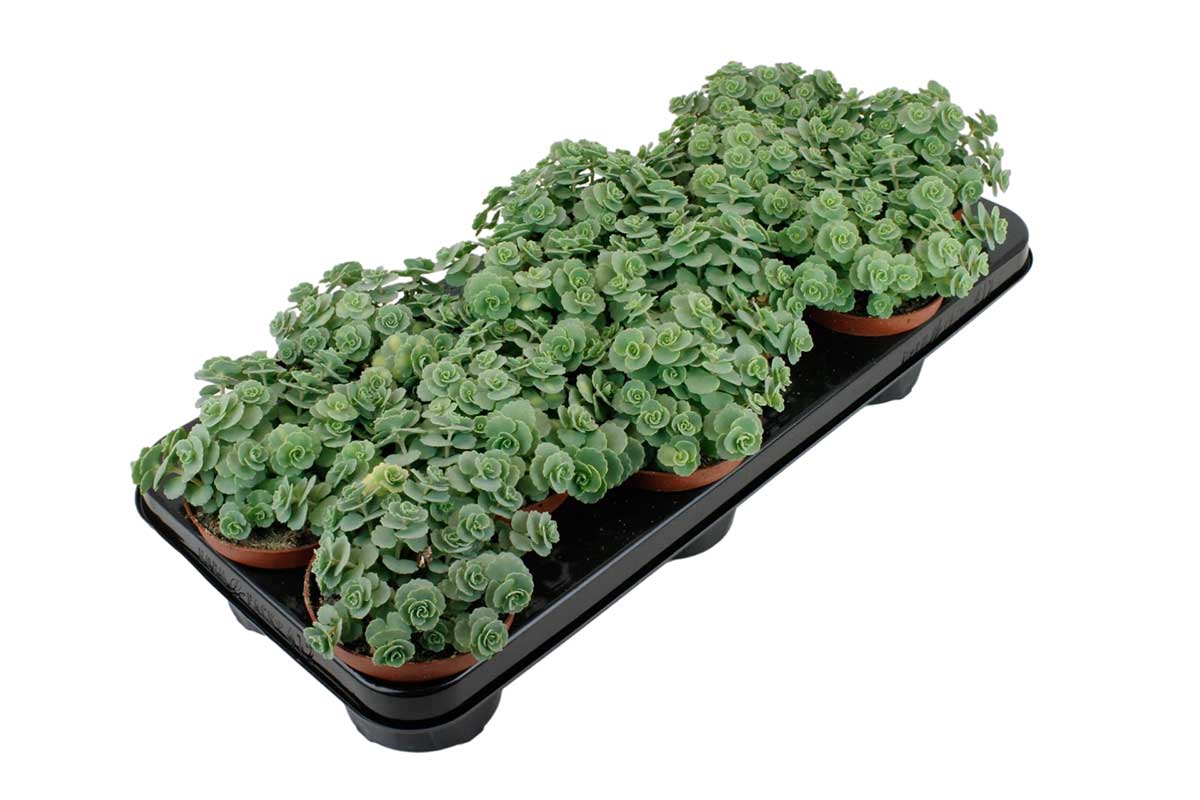 Sedum sieboldii 10.5cm