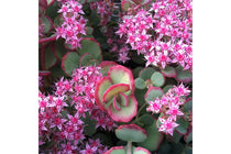 
                  
                    Sedum sieboldii
                  
                