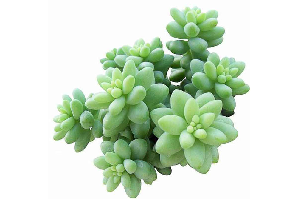 
                  
                    Sedum burrito- top
                  
                