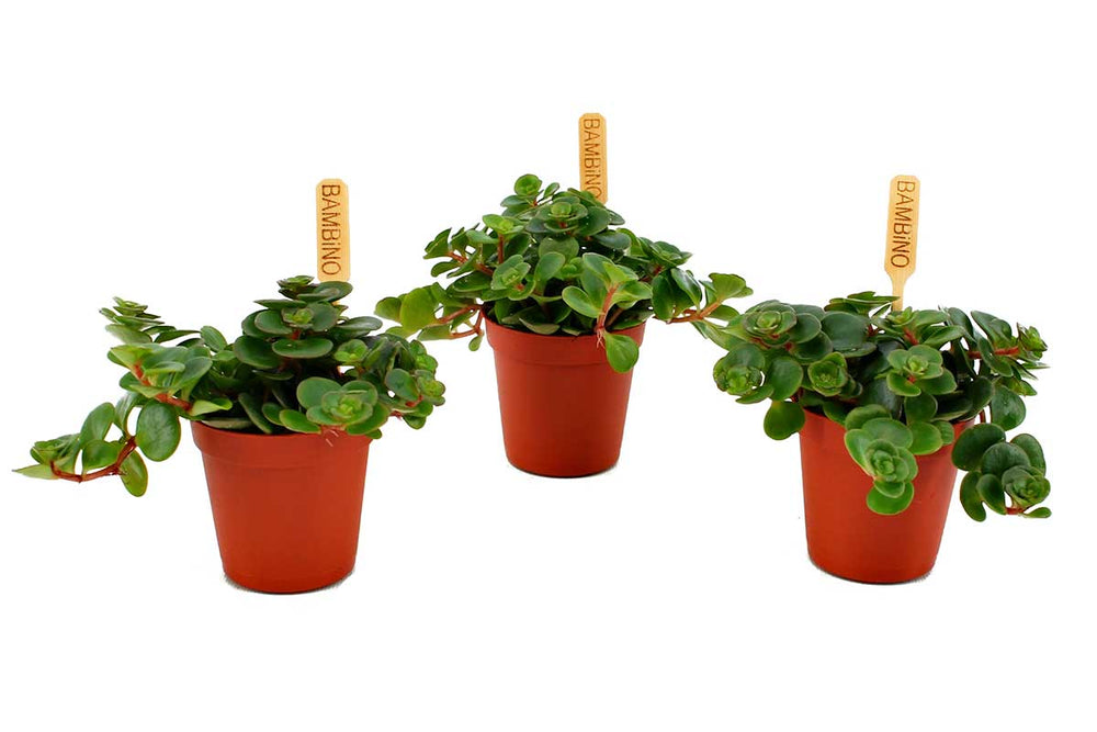 
                  
                    Sedum makinoi 5.5cm - Σέντουμ
                  
                