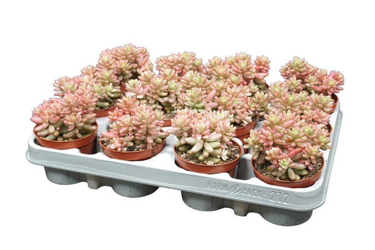 Sedum 'aurora' 8.5cm