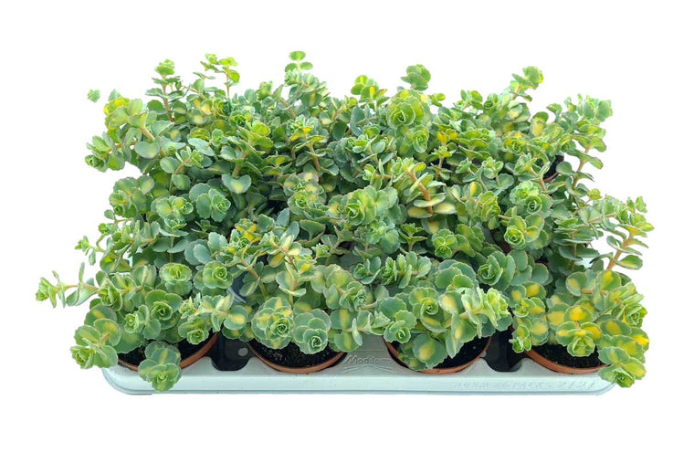 Sedum sieb. 'variegata' 10.5cm