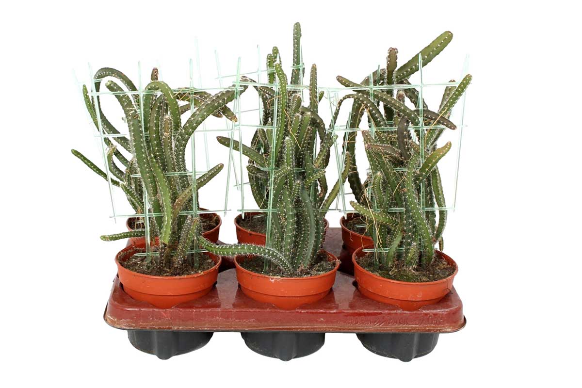 Selenicereus grandiflorus 12cm