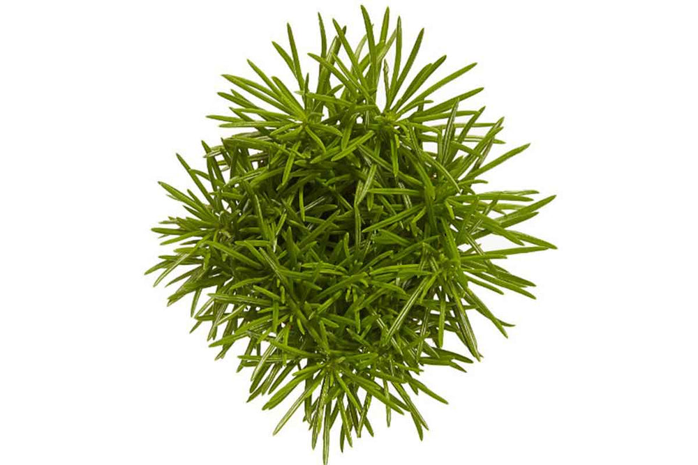 
                  
                    Senecio archeri  'himalaya highlands' - top
                  
                