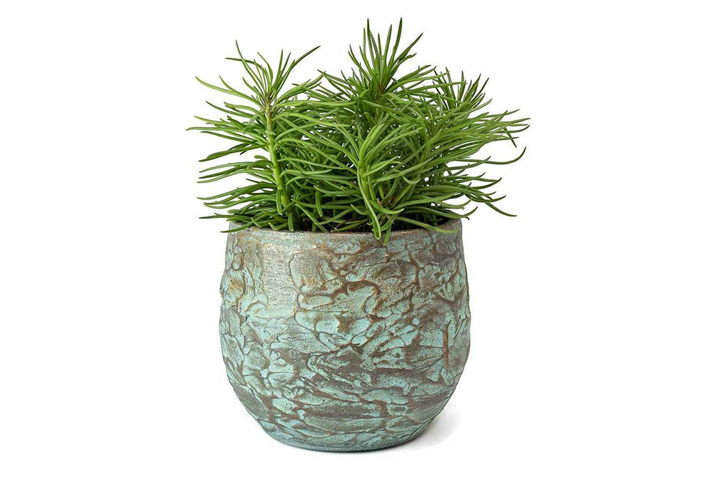 
                  
                    Senecio 'himalaya highlands' - Πρόταση διακόσμησης
                  
                