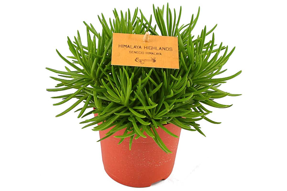 
                  
                    Senecio archeri  'himalaya highlands ' - Σενέκιο
                  
                