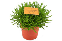 
                  
                    Senecio archeri  'himalaya highlands ' - Σενέκιο
                  
                