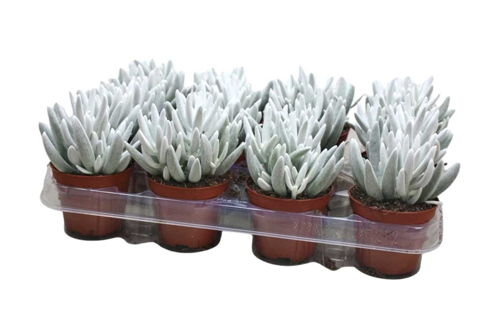 
                  
                    Senecio 'mont blanc' 8.5cm
                  
                