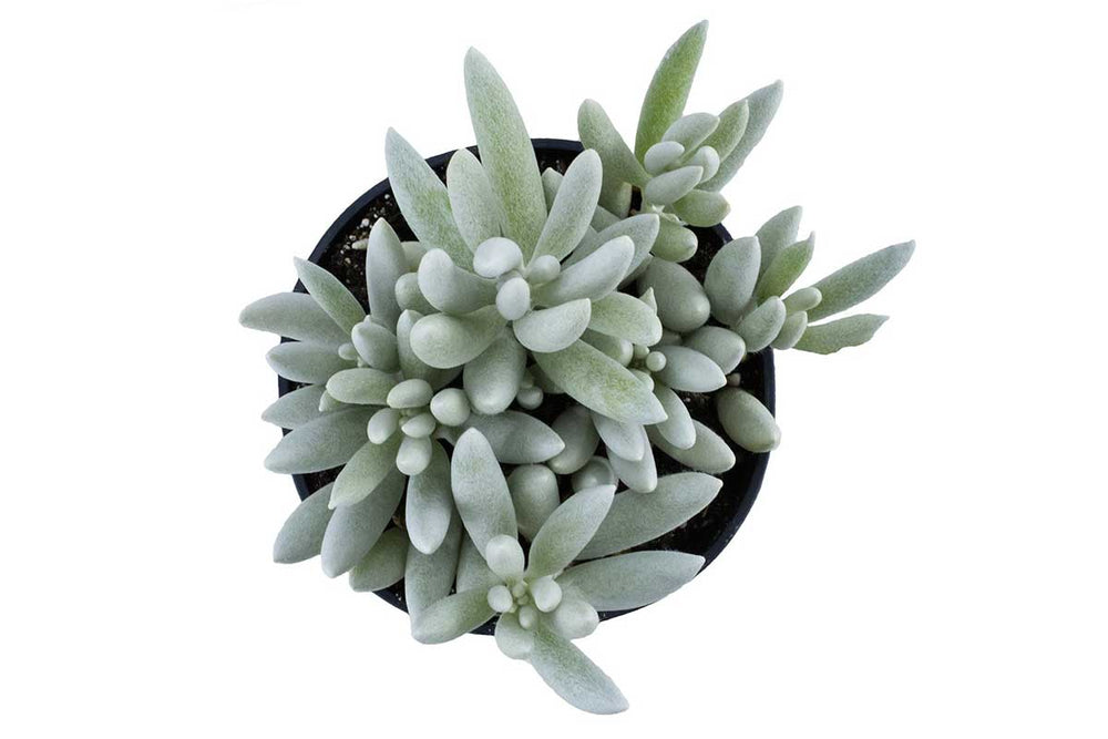 
                  
                    Senecio 'mont blanc' - Σενέκιο
                  
                