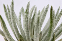 
                  
                    Senecio scaposus - close up
                  
                