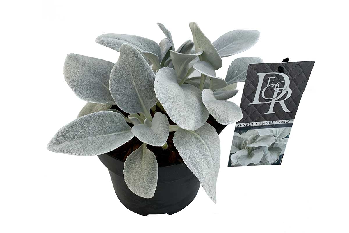 Senecio candicans 'Angel Wings' - Σενέκιο