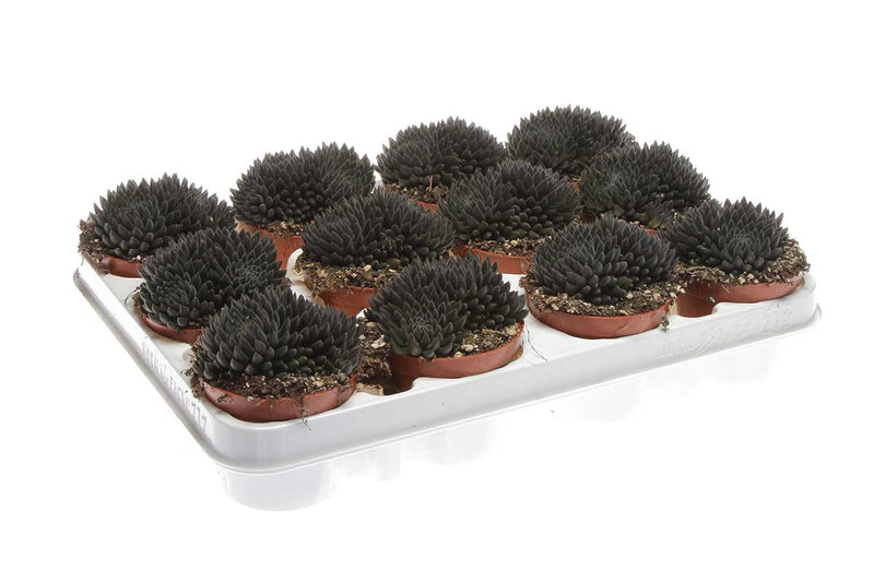 Sinocrassula yunnanensis 8.5cm