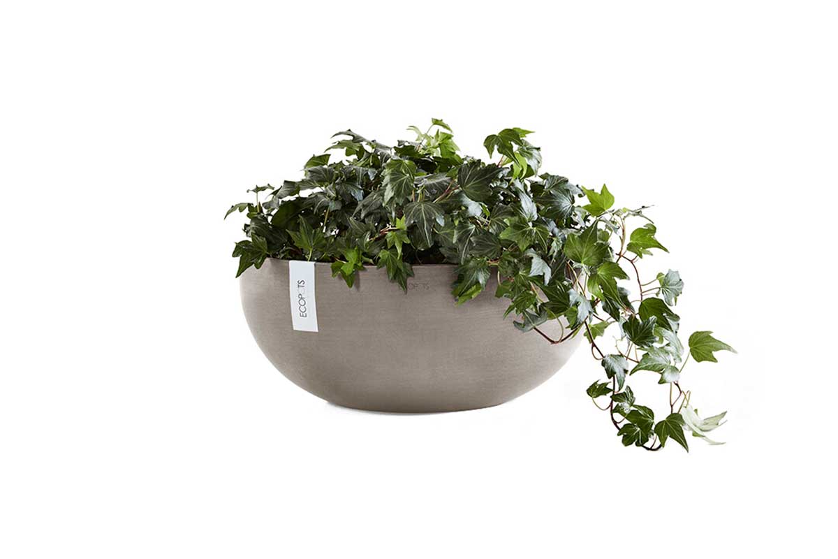 sophia succulent planter Sofia big 43 – Greenleaf Garden Center