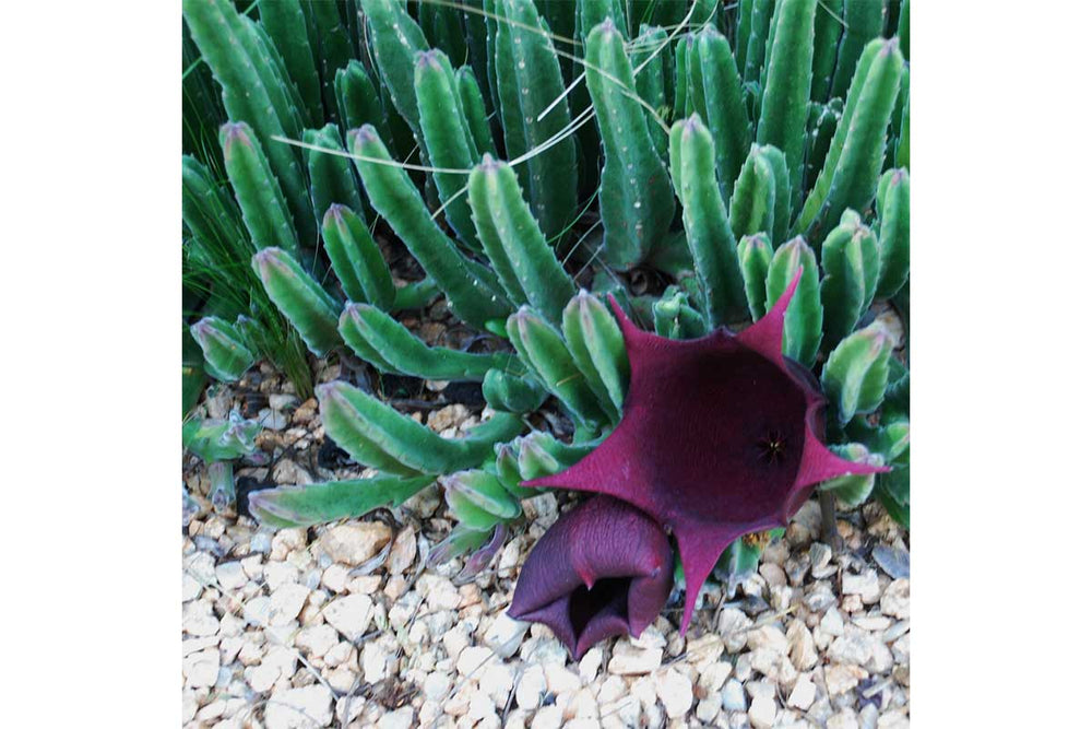
                  
                    Stapelia leendertziae
                  
                