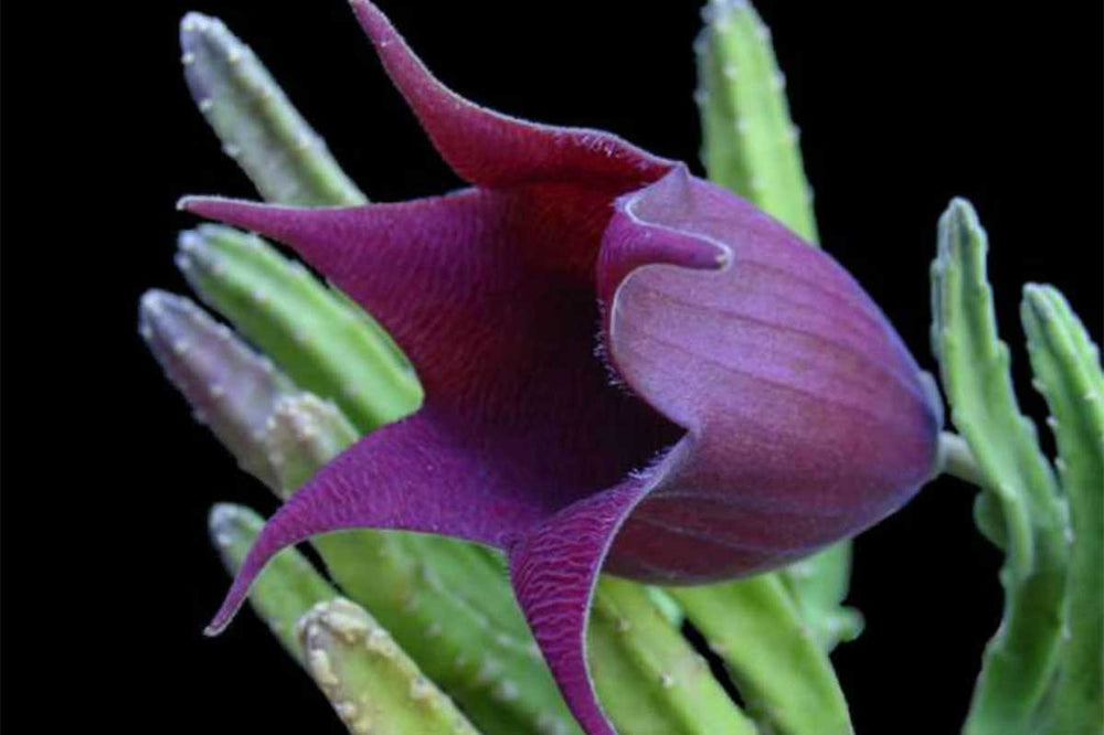 
                  
                    Stapelia leendertziae
                  
                