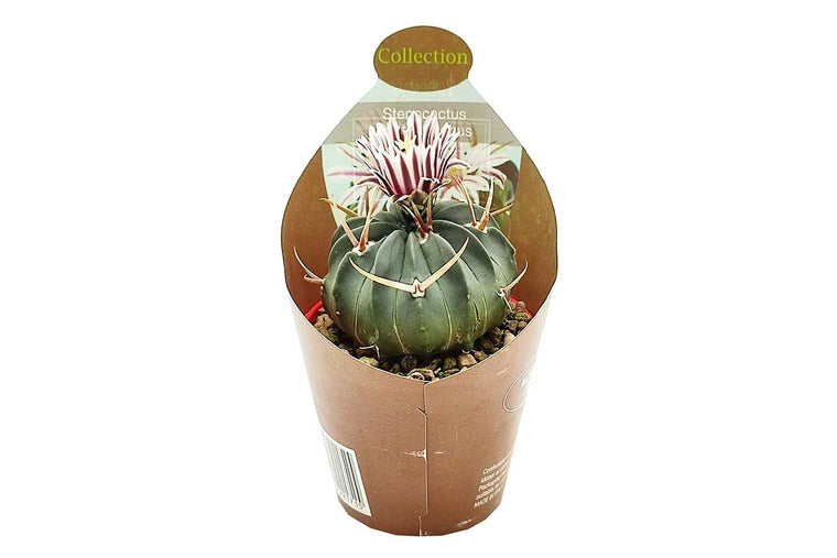 Stenocactus coptonogonus 6.5cm