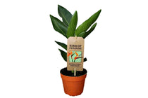 
                  
                    Strelitzia reginae 12cm - Στρελίτζια
                  
                