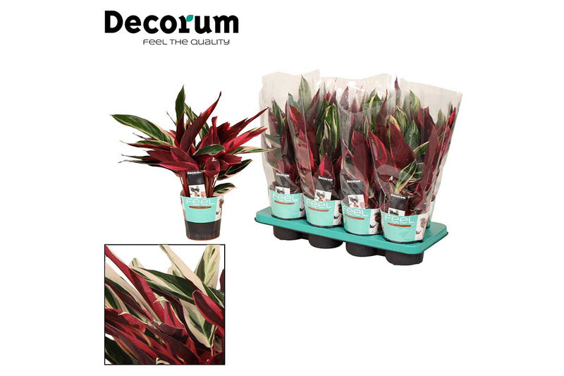 Stromanthe sanguinea ‘triostar’ 14cm