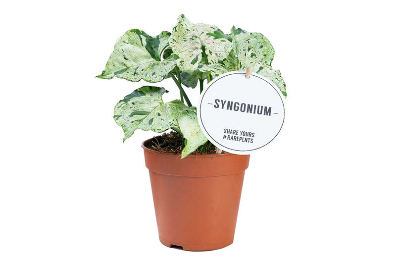 Syngonium 'green splash' 12cm