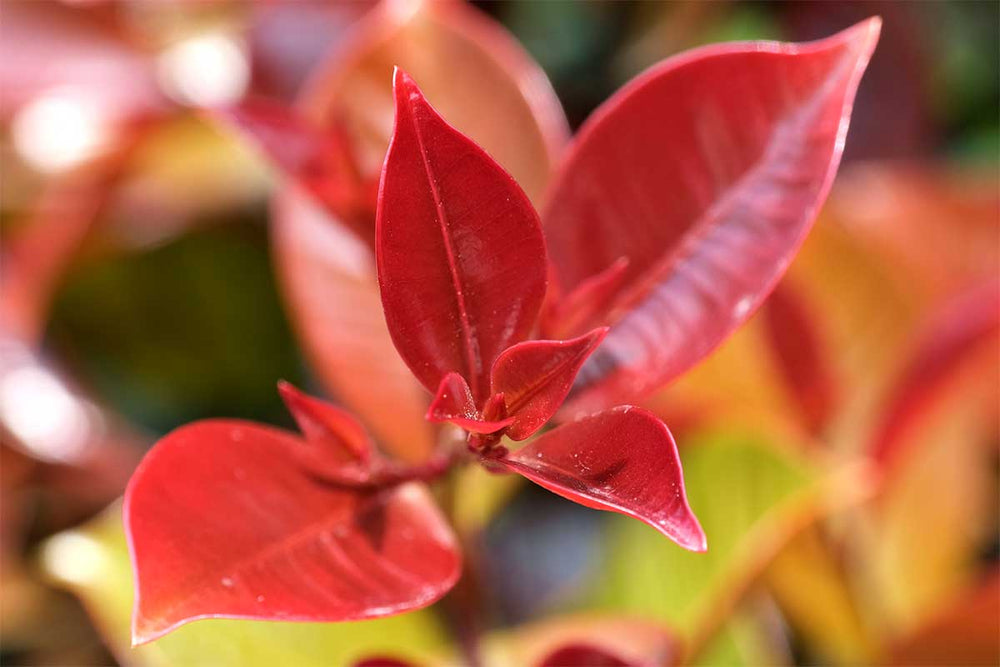
                  
                    Syzygium australe Etna Fire®
                  
                