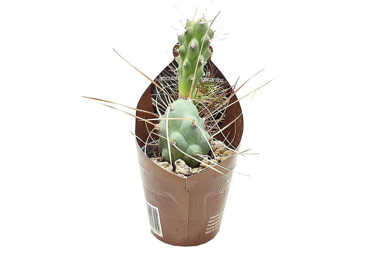 Tephrocactus articulatus var. syringacanthus 6.5cm