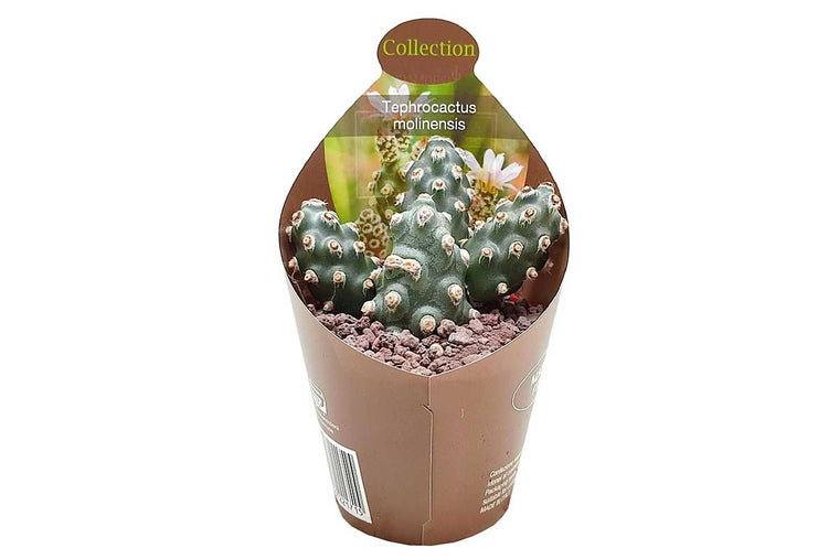 Tephrocactus molinensis 6.5cm