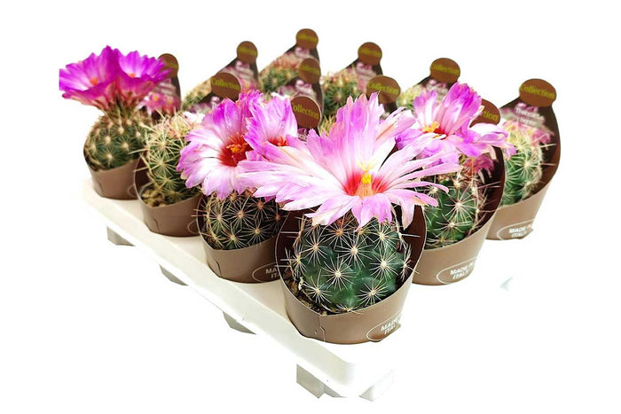 Thelocactus bicolor 6.5cm