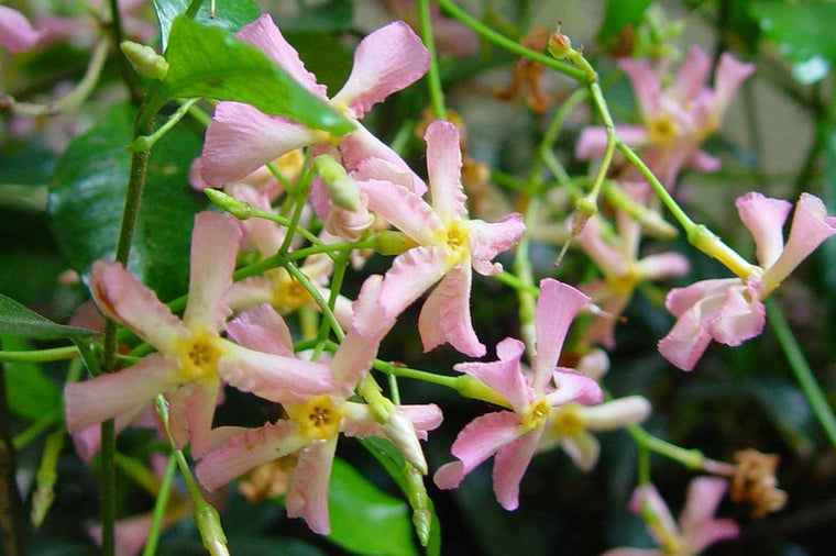 Trachelospermum 'pink air' 17cm