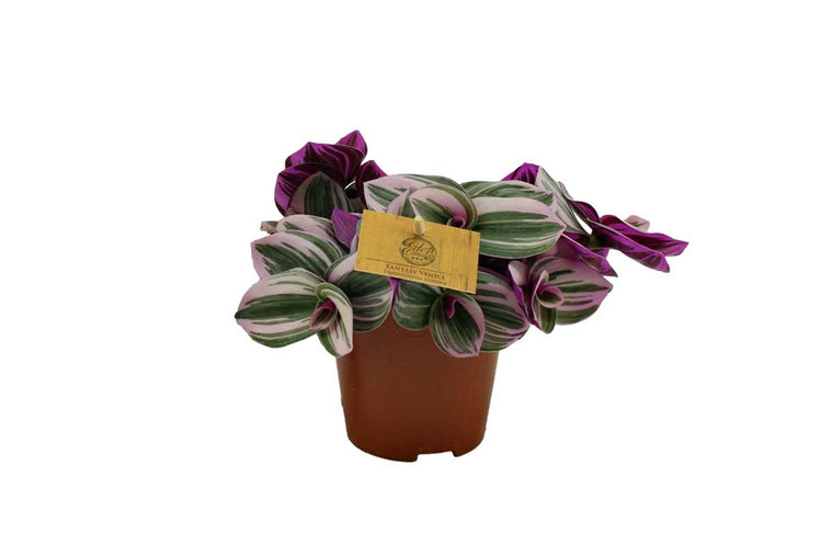 Tradescantia Nanouk® 12cm