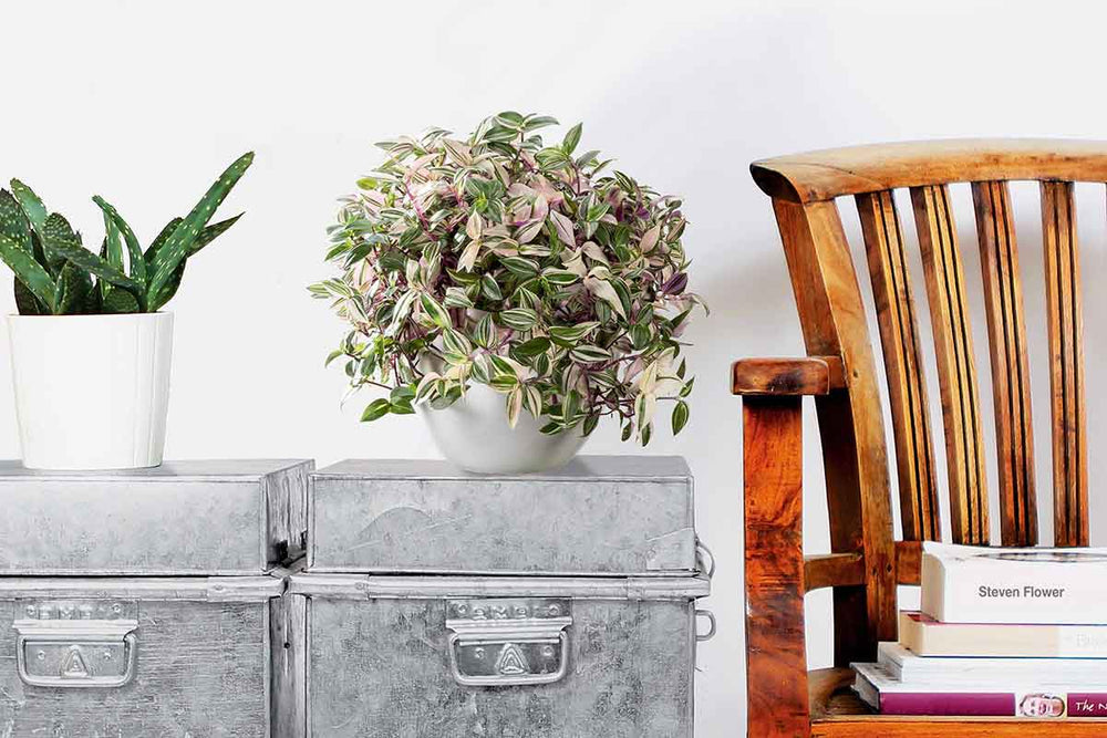 
                  
                    Tradescantia fluminensis 'quadricolor' - Τραντεσκάνθια
                  
                