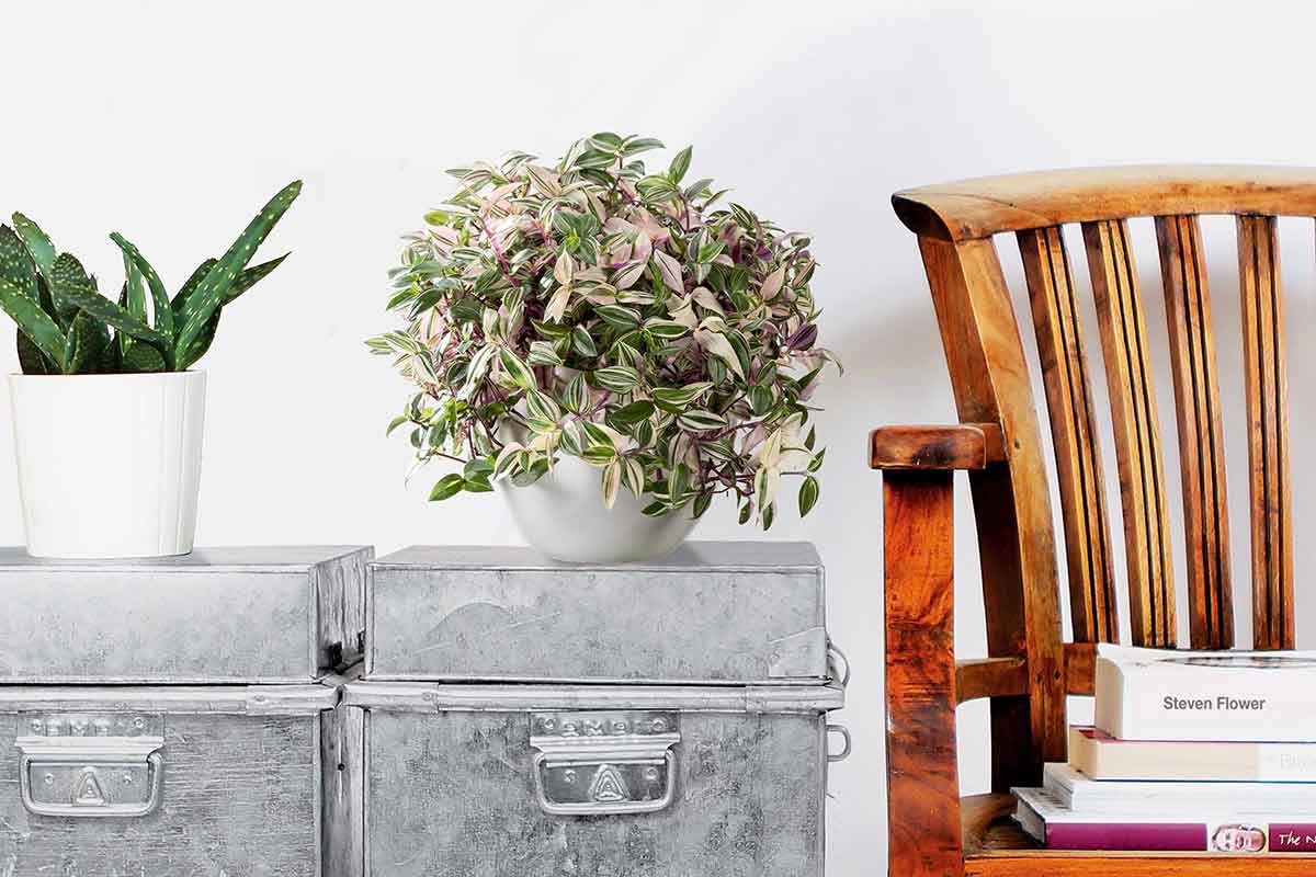 Tradescantia fluminensis 'quadricolor' - Τραντεσκάνθια