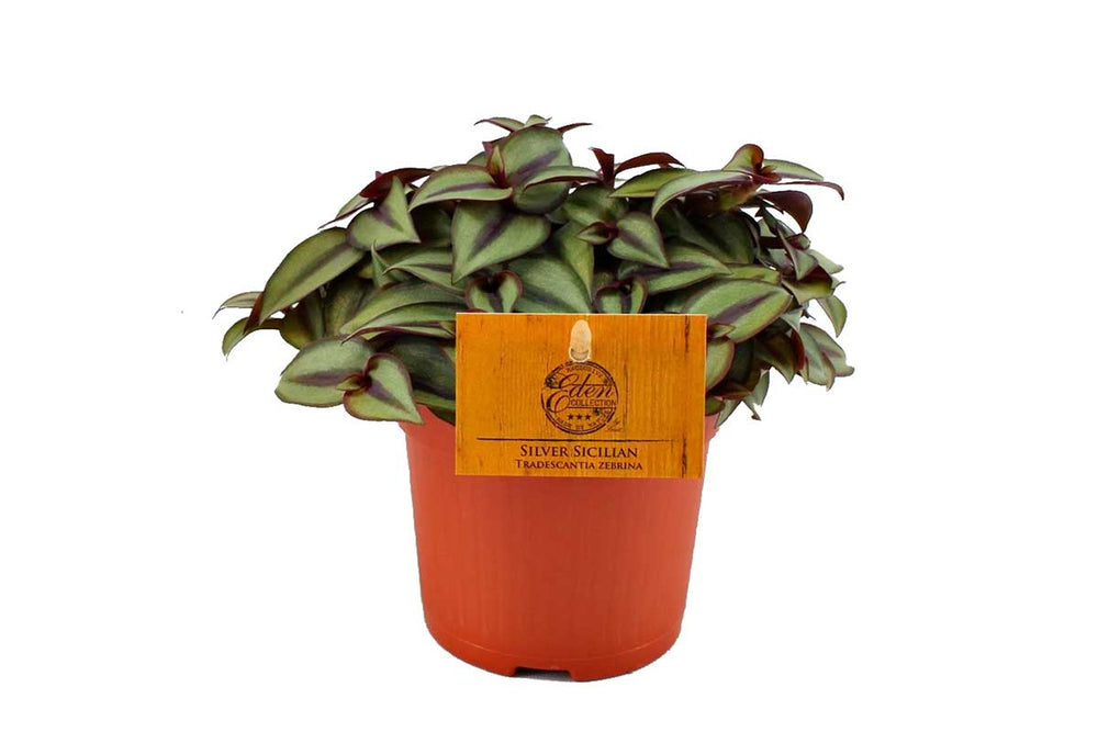 
                  
                    Tradescantia zebrina 'silver sicilian' 10.5cm - Τραντεσκάνθια
                  
                