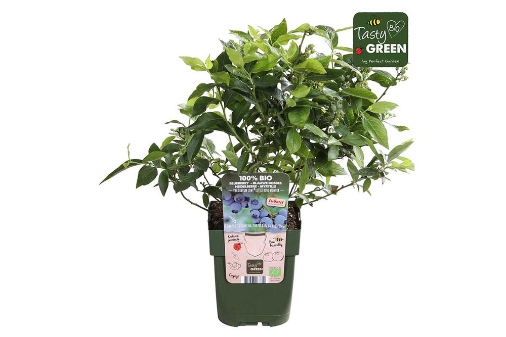 
                  
                    Vaccinium Little Blue Wonder® bio 13cm
                  
                